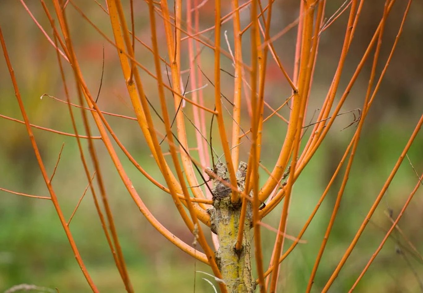Salix alba vitellina - 80-120 CM bare root 0/2 3-4 branche